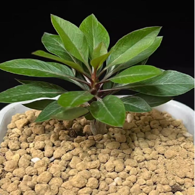 Fouquieria Fasciculata best