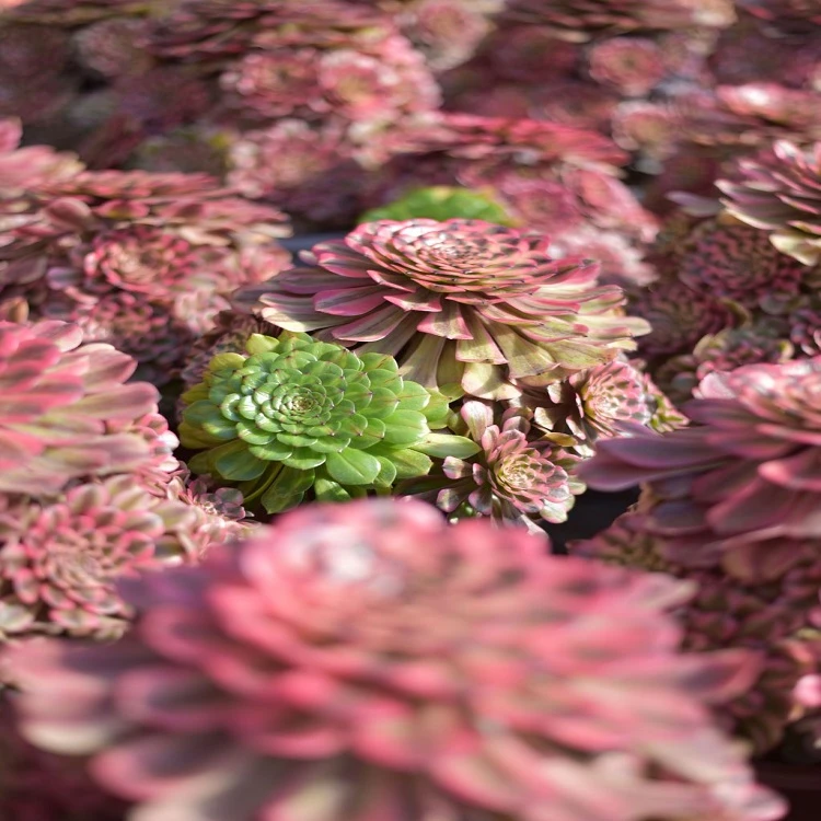 Aeonium 'Pink Beauty